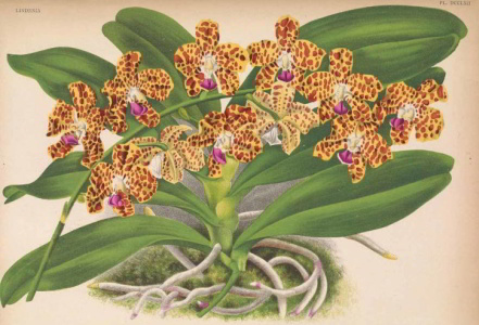 Stampa a colori di una orchidea colorata (Vanda)