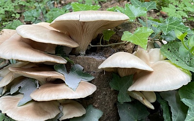 Photo with mushrooms