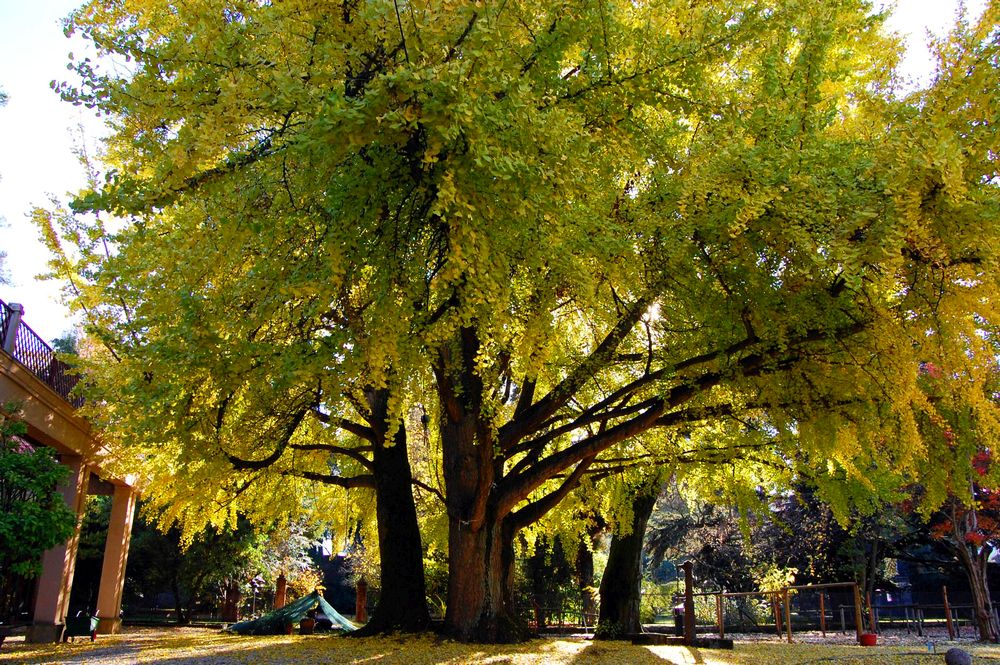 GINKO DELL'ORTO BOTANICO DI LUCCA