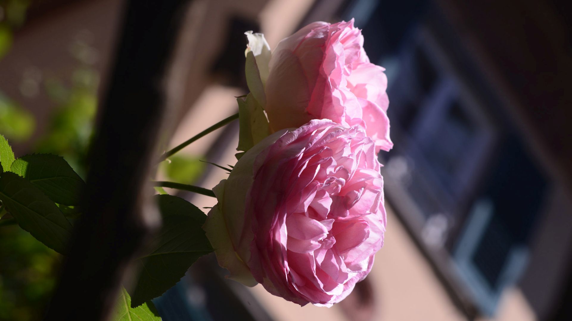 floraison de roses anciennes dans les jardins de lucca
