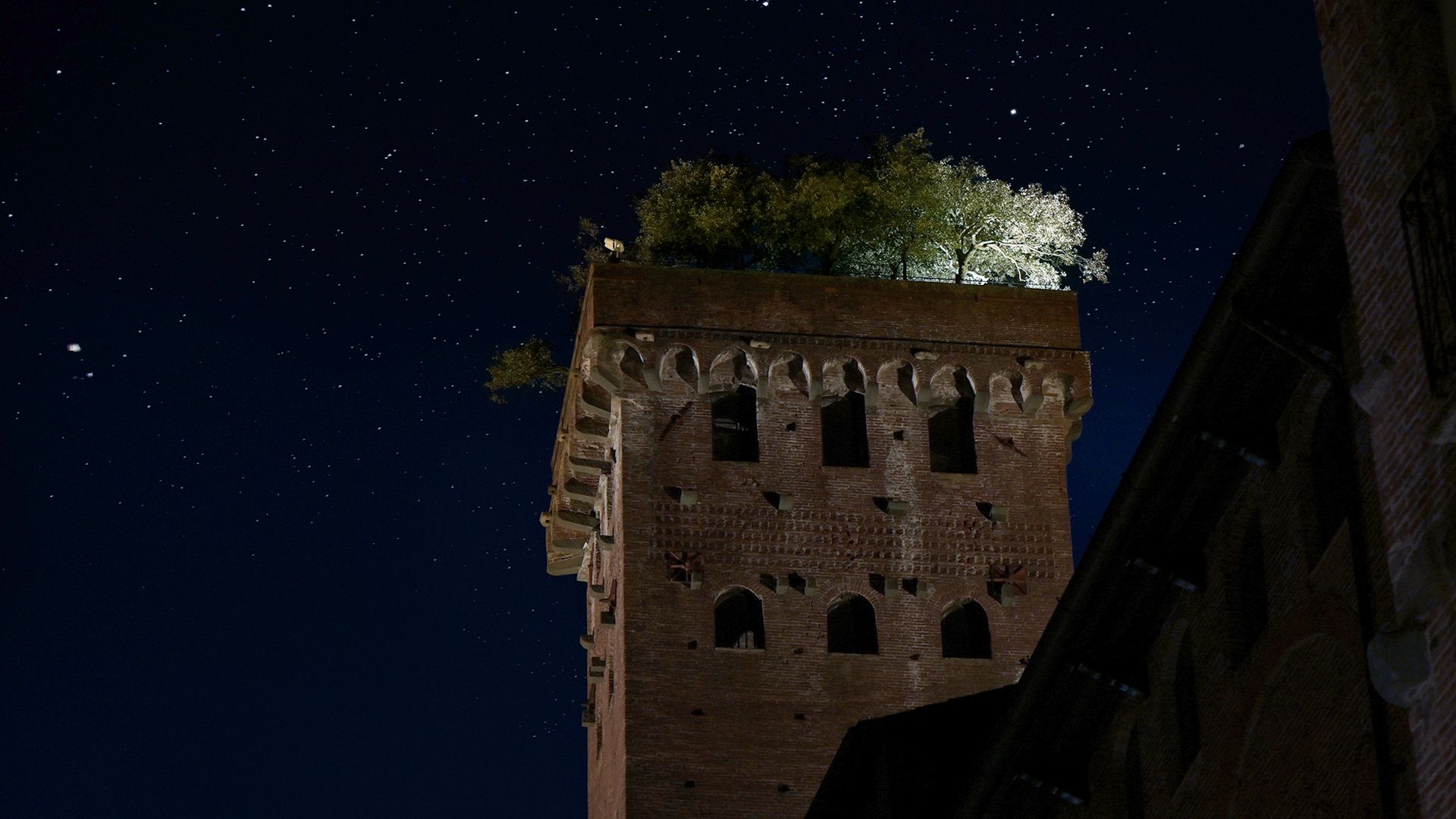 torre guinigi a Lucca di notte