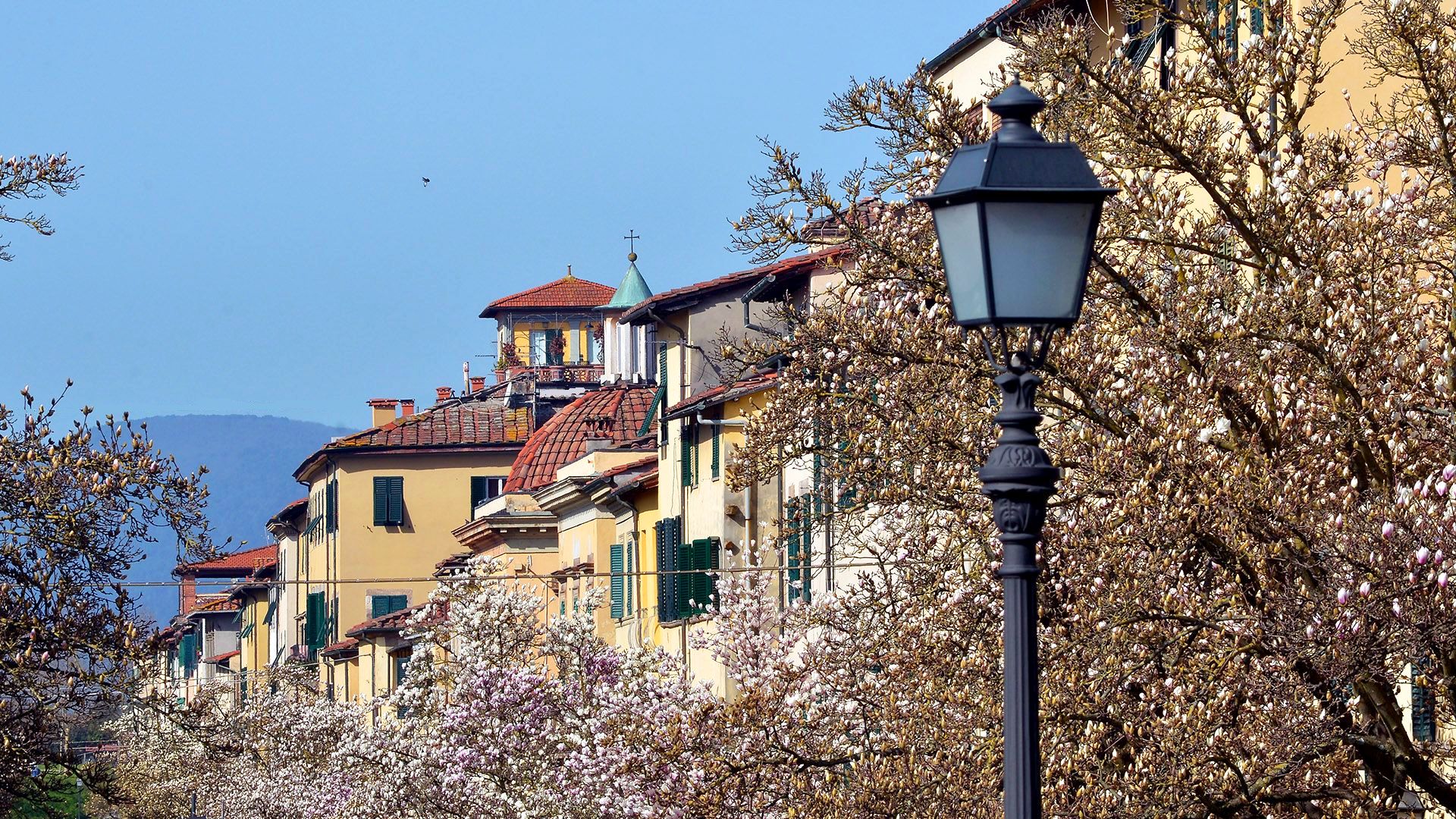 magnolie fiorite in corso Garibaldi a Lucca