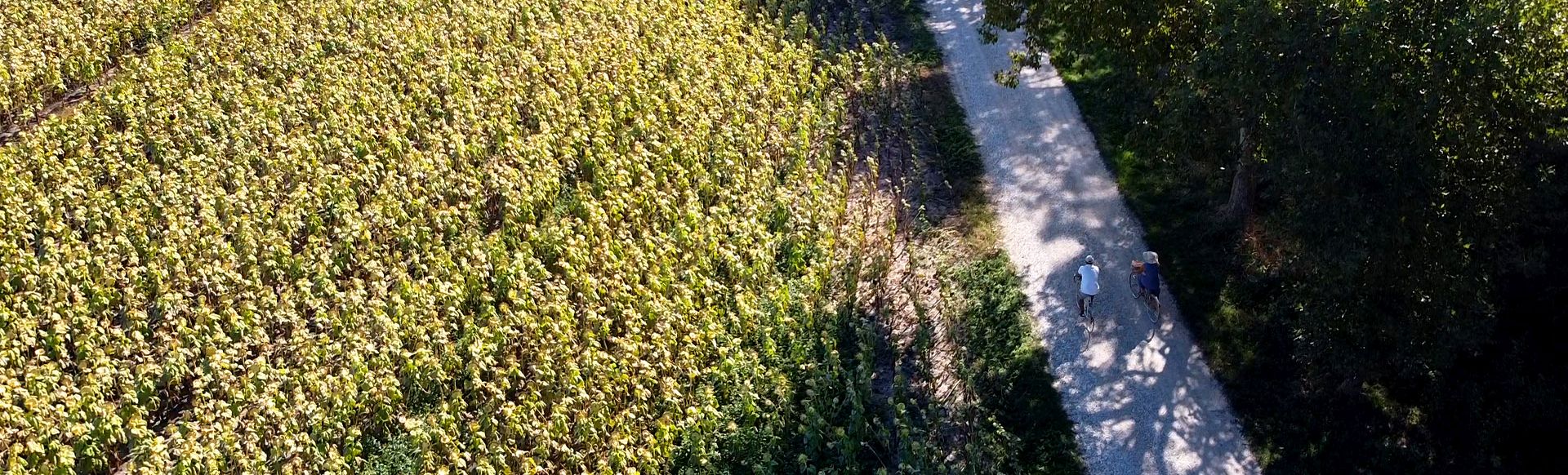 ciclopewdonale Puccini da Lucca  a Massaciuccoli