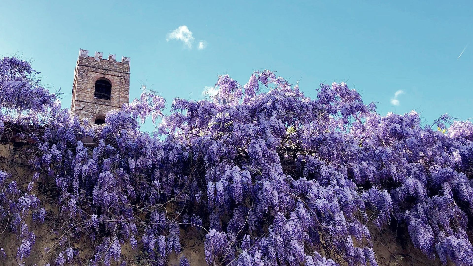 glicine in fiore in piazza Antelminelli a Lucca