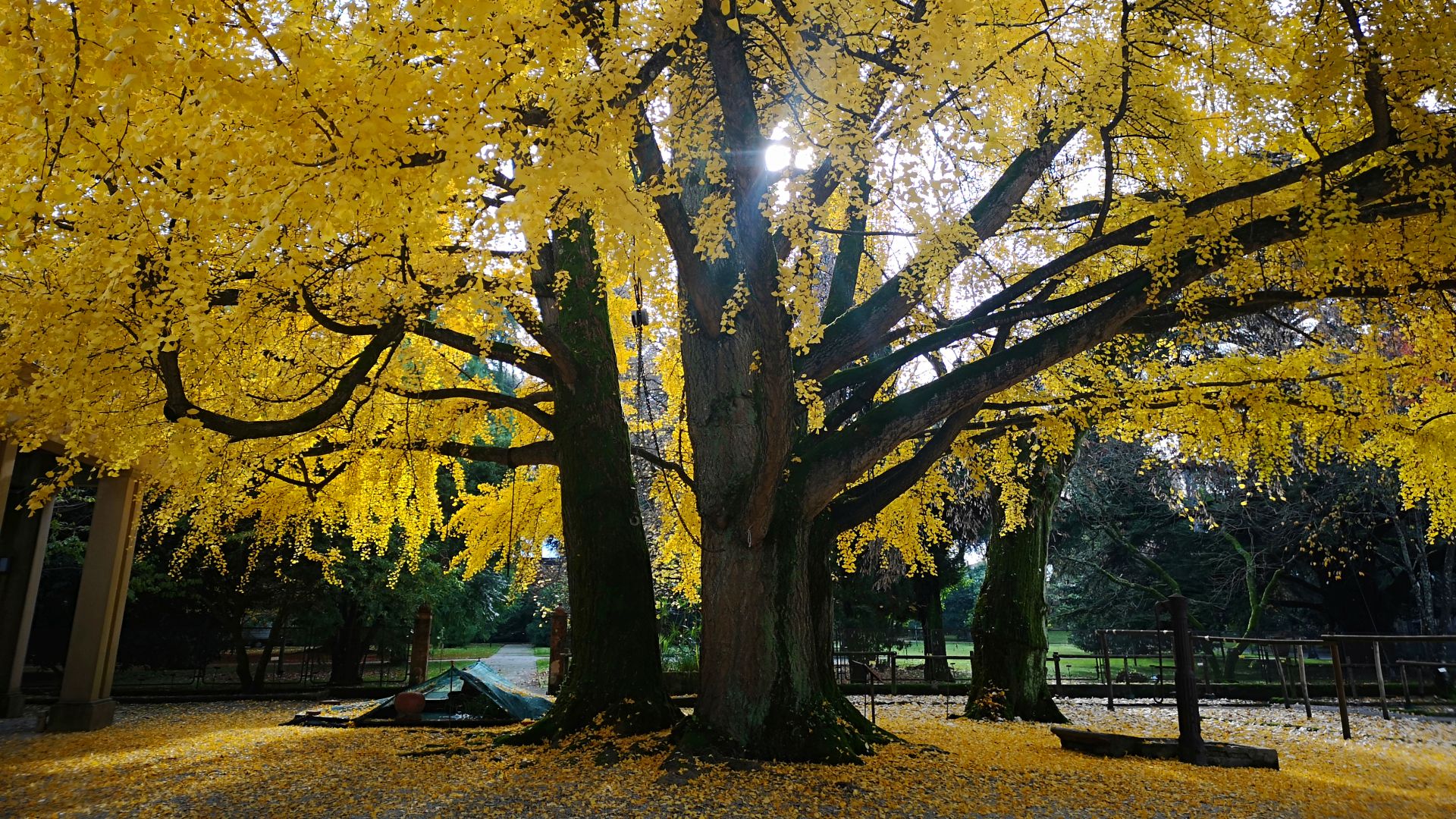 gingko biloba all'orto Botanico di Lucca