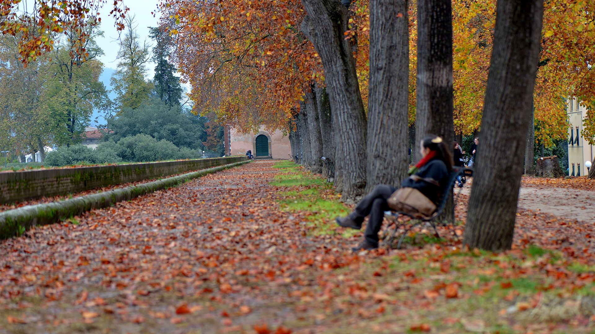 foliage sur le Mur de Lucca