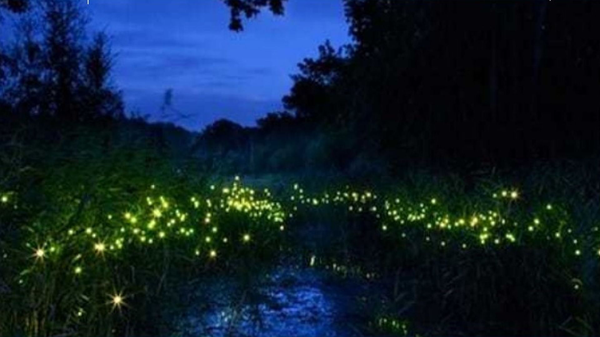 lucioles sur la rivière