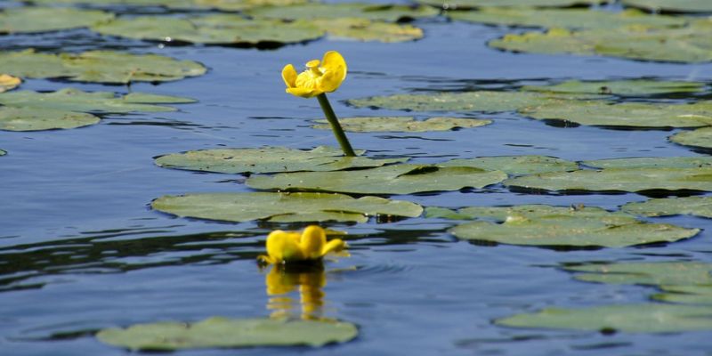 ninfee fiorite al lago di sibolla