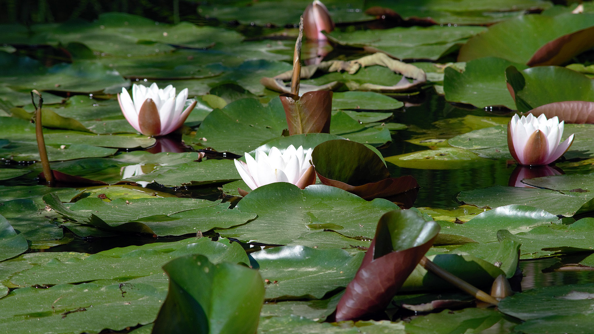 nimìnfee in fiore sullo specchio d'acqua del laghetto dell'orto botanico di lucca