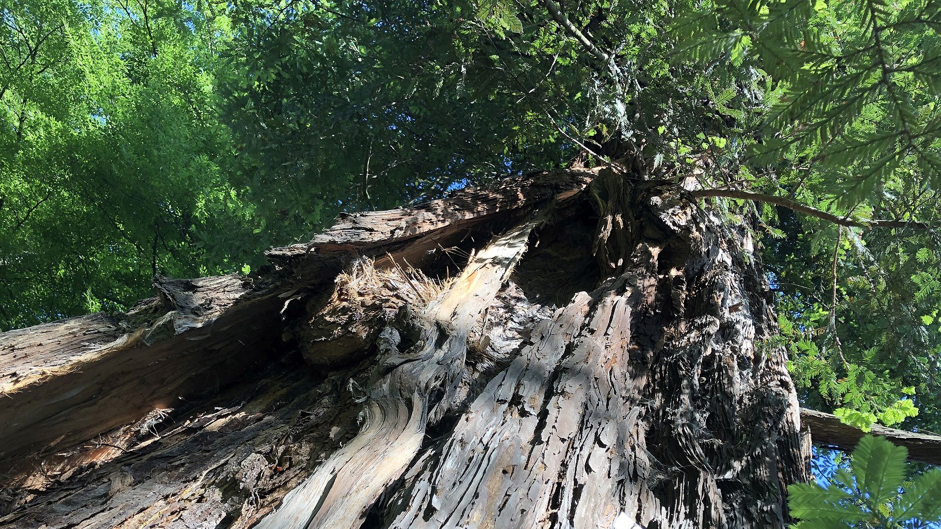 sequoia secolare all'orto botanico di lucca