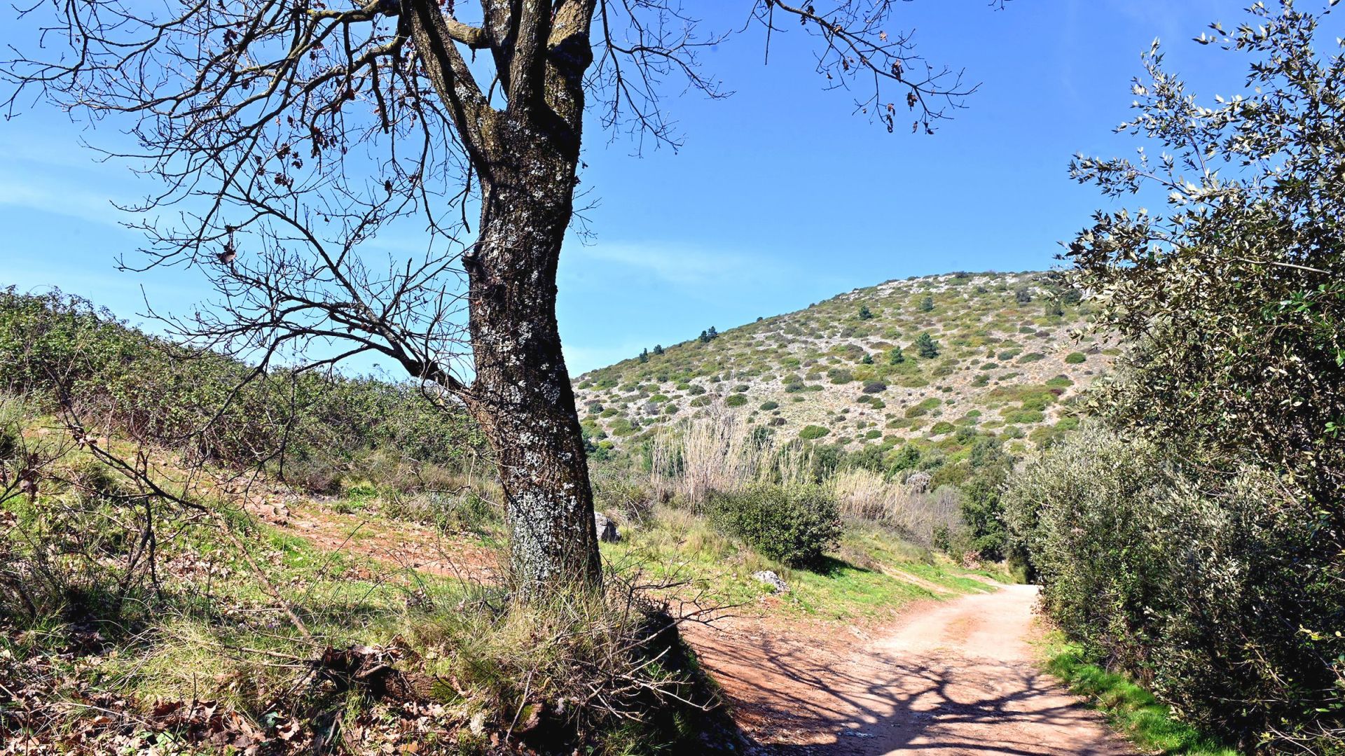 sentiero sul monte pisano