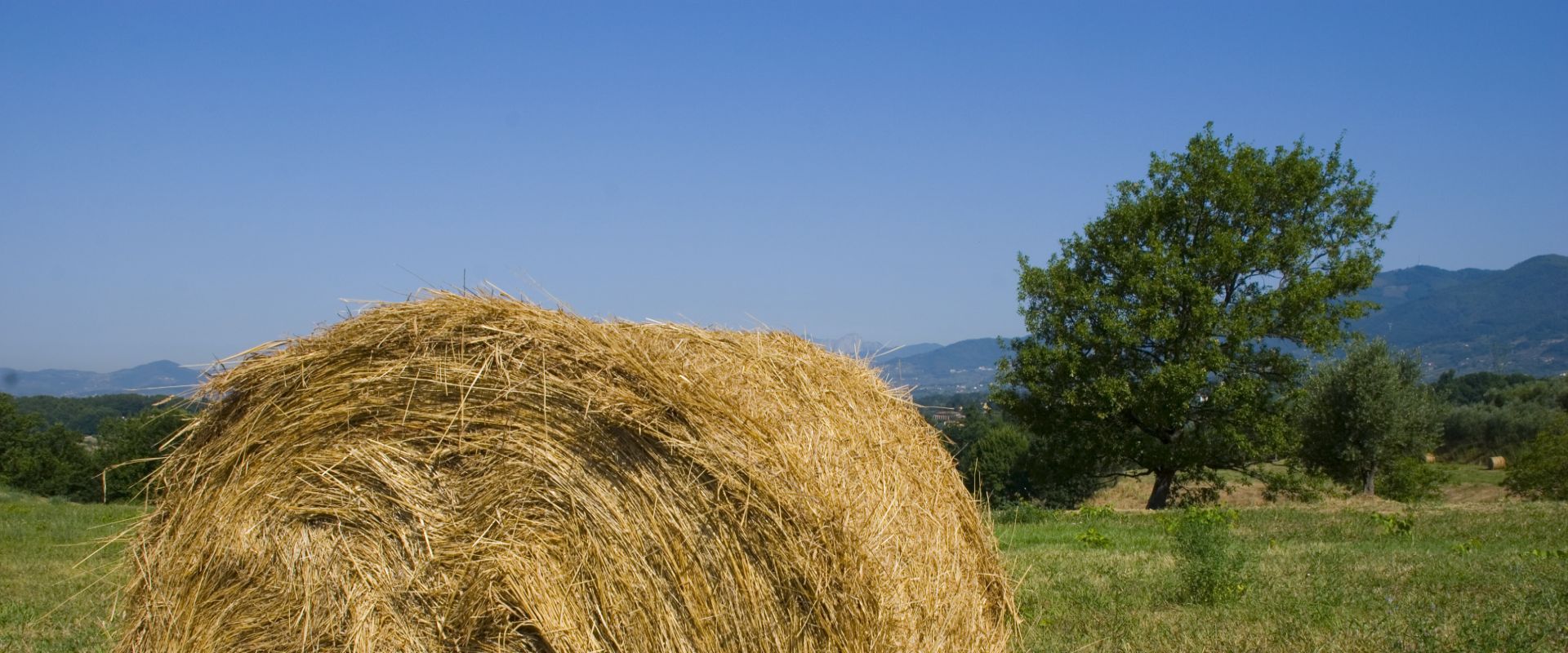 the colors of summer in Lucca: sheaf of hay in the plain of Lucca