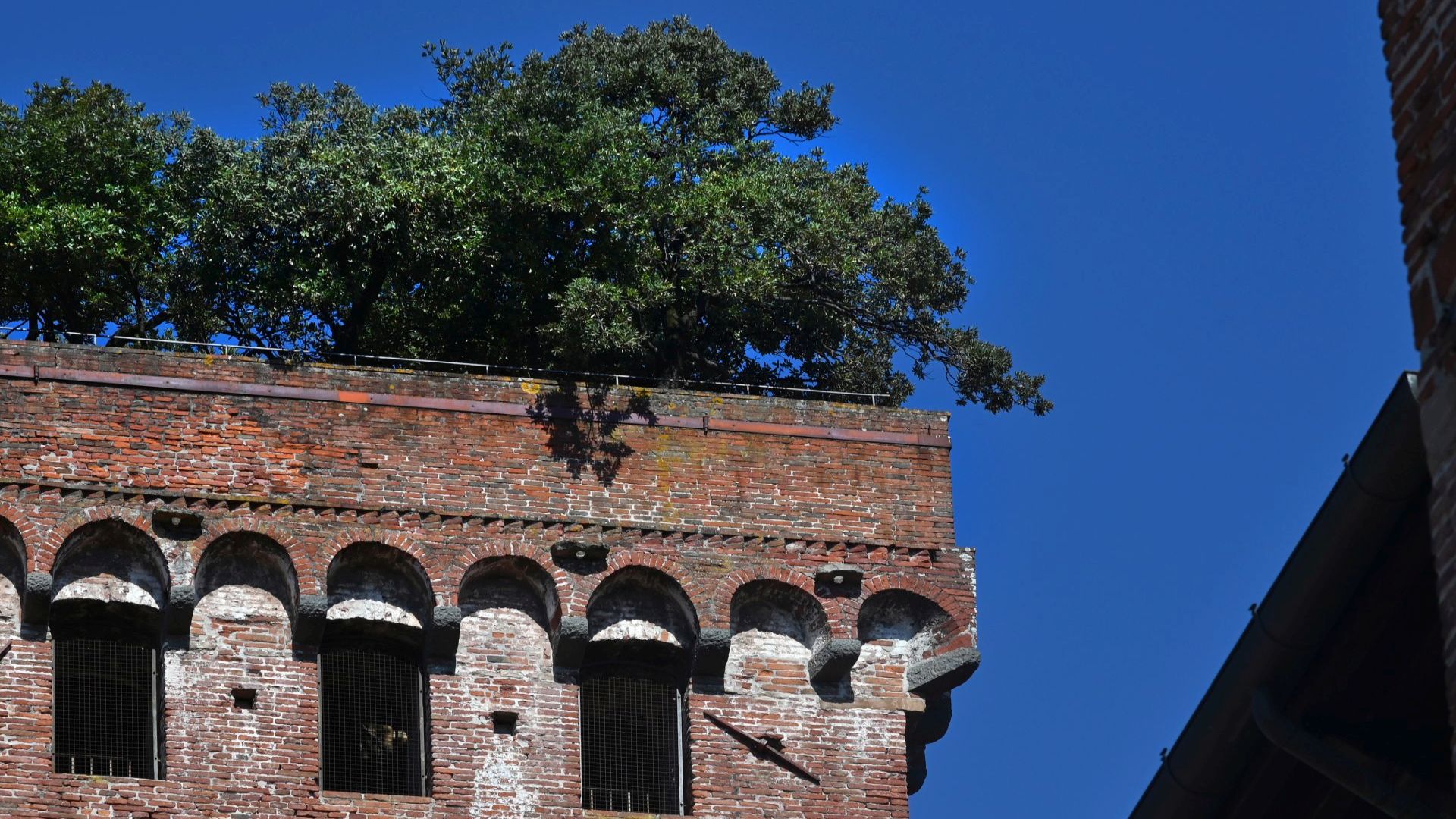 Canopée de chênes verts sur la tour Guinigi de Lucca