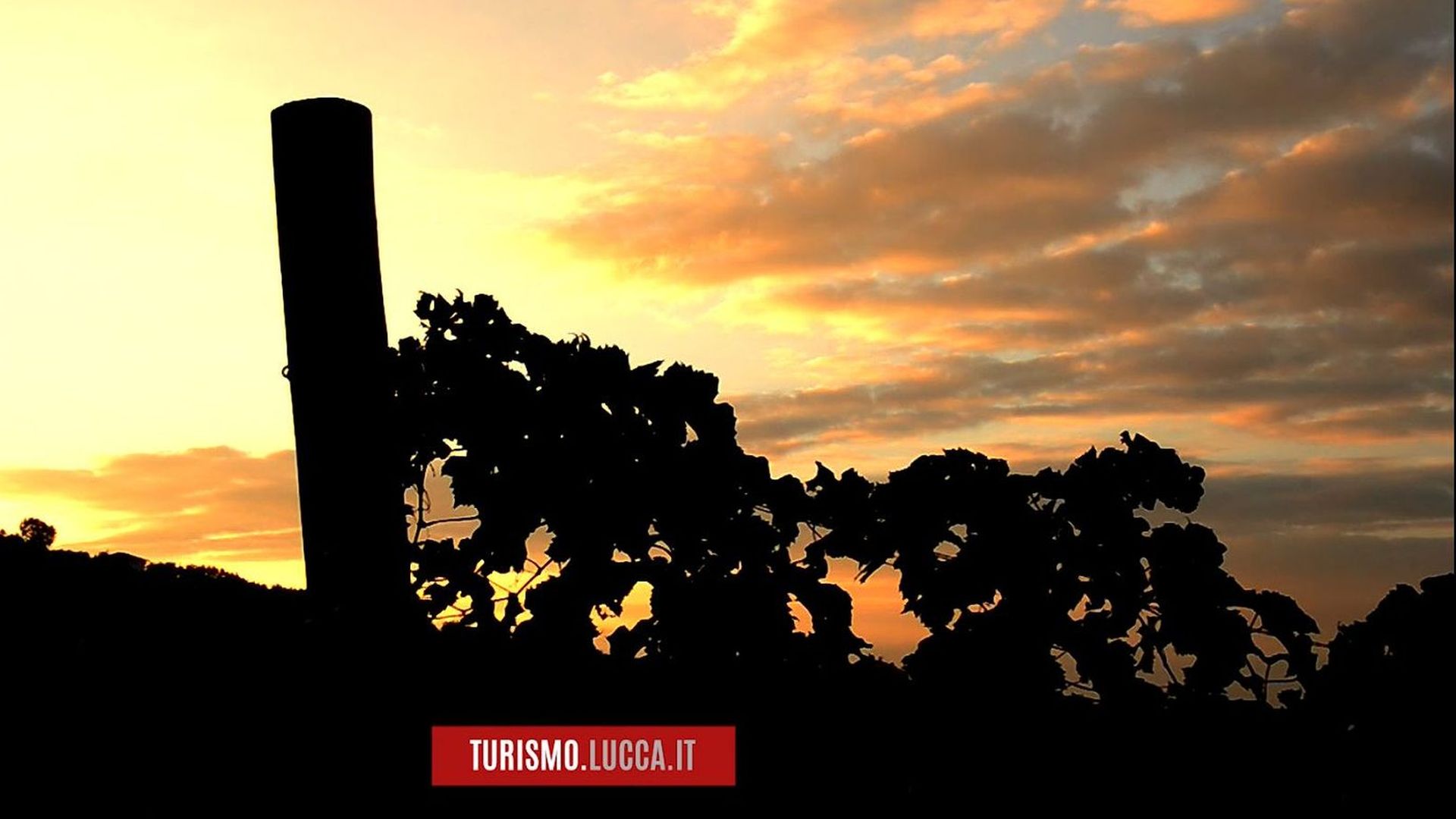 sunset over the vines of the hills of Lucca