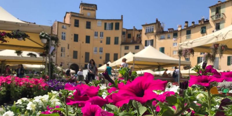 mercato dei fiori in piazza anfiteatro a Lucca