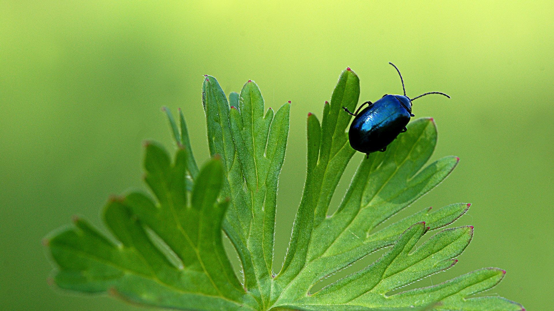 scarabeo al lago di Sibolla