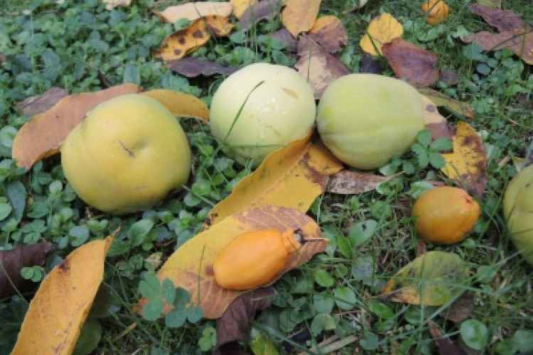 Foto particolare di alcuni frutti autunnali all'Orto Botanico di Lucca.