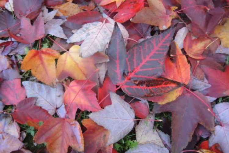 Foto particolare di foglie autunnali cadute a terra di vari colori