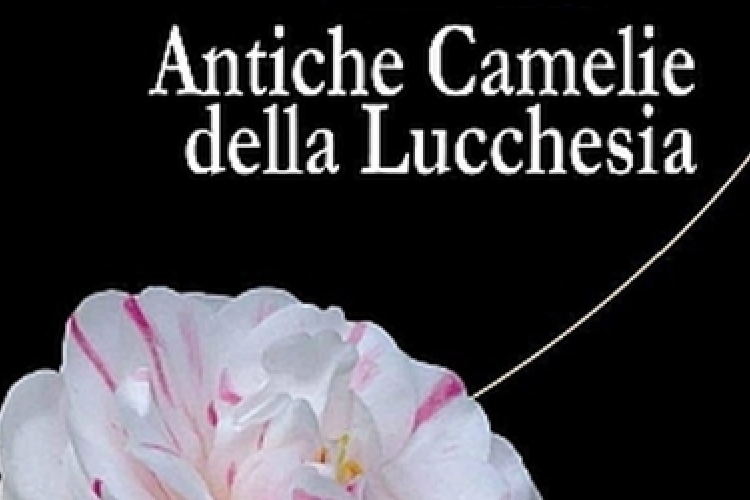 Poster of the expo "Antiche Camelie della Lucchesia"