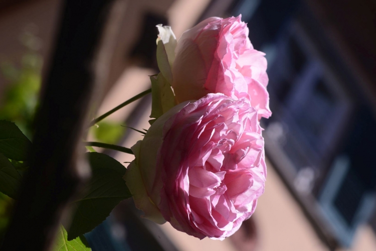 floraison de roses anciennes dans les jardins de lucca