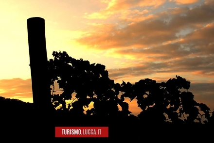 coucher de soleil sur les vignobles des collines lucquoises