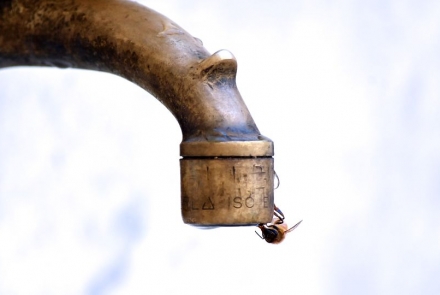 un insecte sur la fontaine des naïades à Lucca