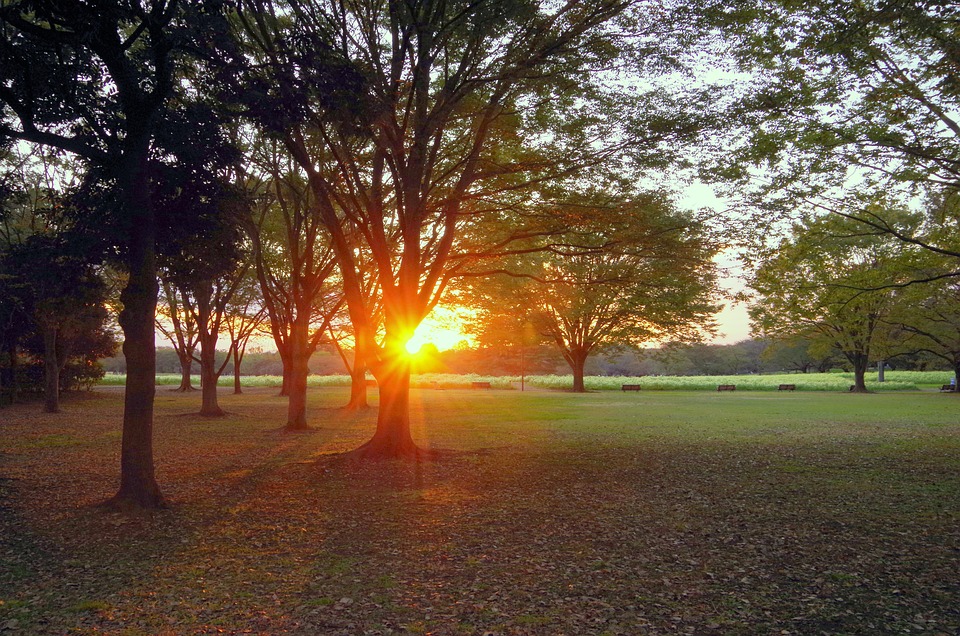 il sole tramonta tra gli alberi al parco fluviale